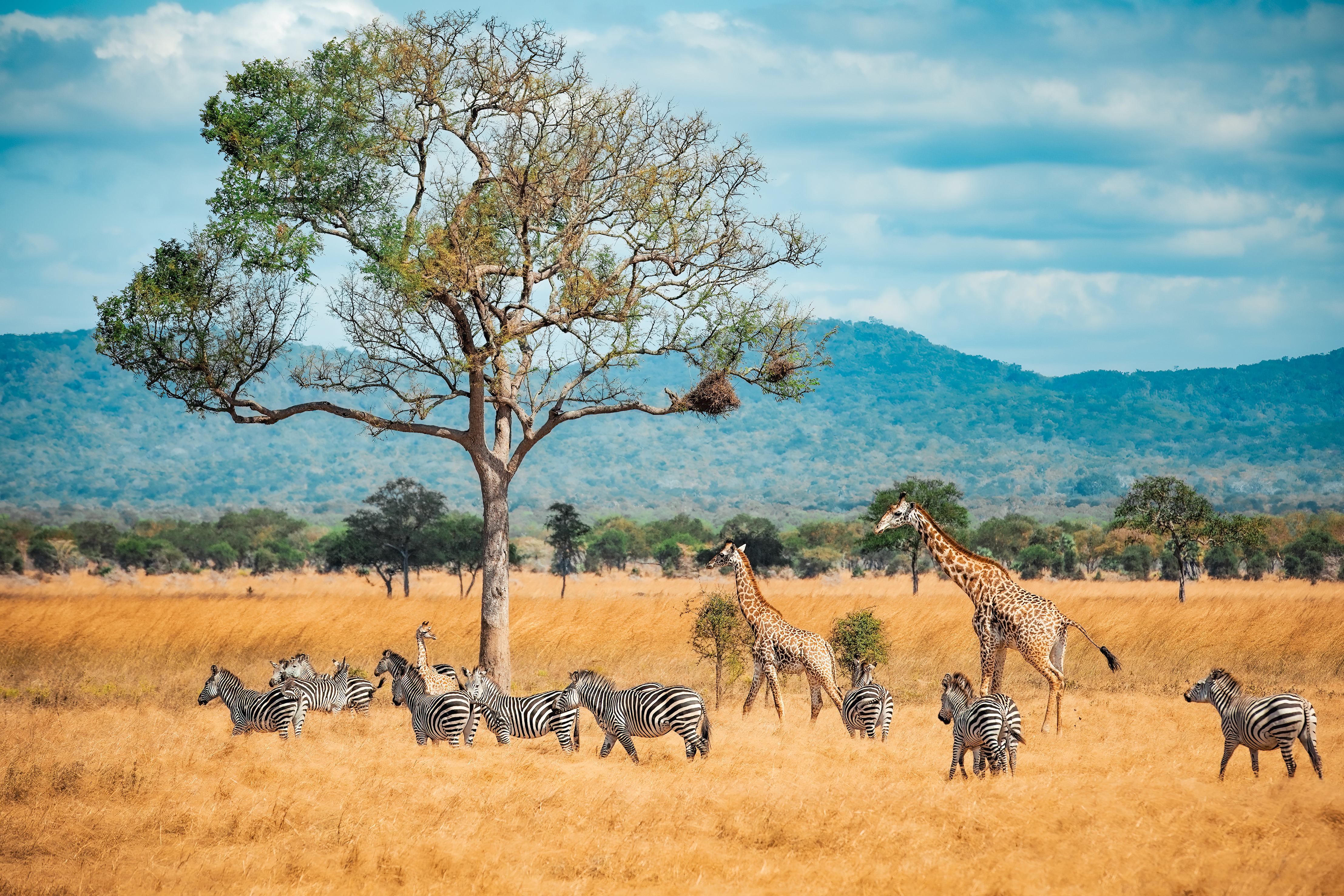 Kenya Offer